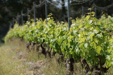 Barton Jones Wines - Restaurant Guide 1