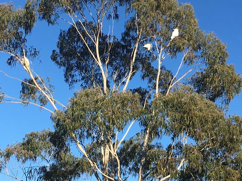 Mongarlowe Gourmet - Restaurant Guide 1