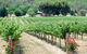 Seize The Day Wines - thumb 2