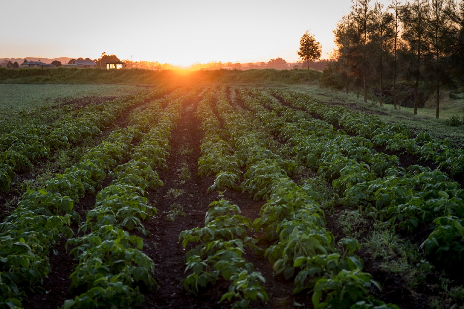 Phoenix Park NSW Restaurant Guide