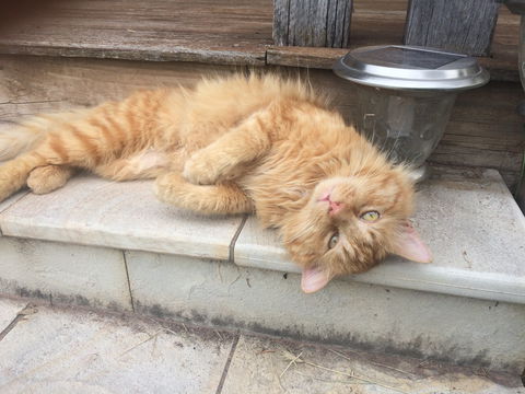 Duck'n Fishes Cafe And Bar - Restaurant Guide 2