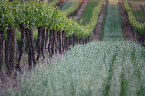 Two Rivers Wines - Restaurant Guide 2