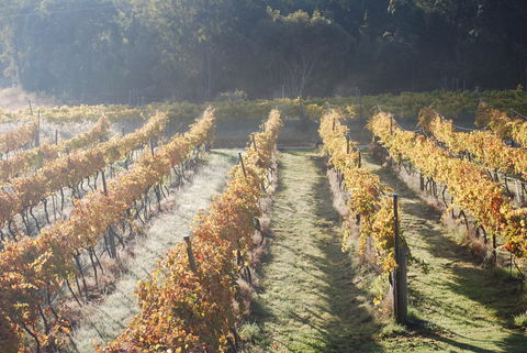 Twisted Gum Wines - Restaurant Guide 1