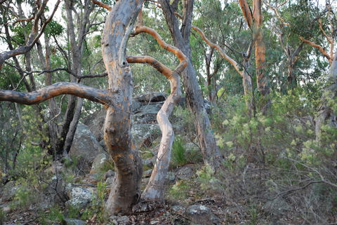 Twisted Gum Wines - Restaurant Guide 2