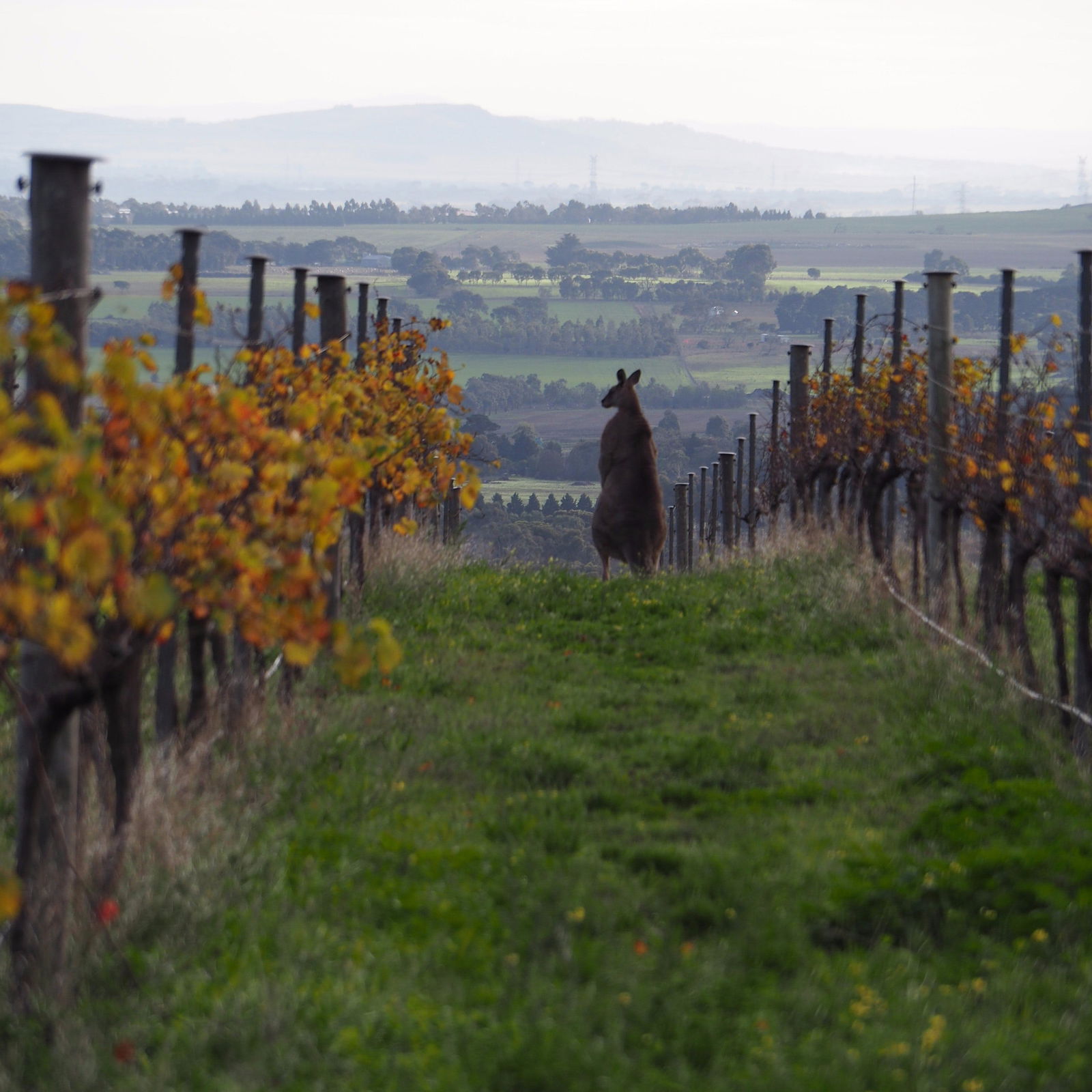 Barrabool VIC Restaurant Guide