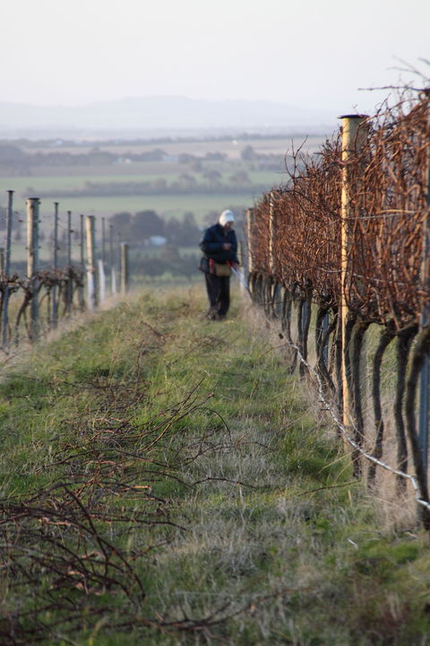 Barwon Ridge Wines - Restaurant Guide 2