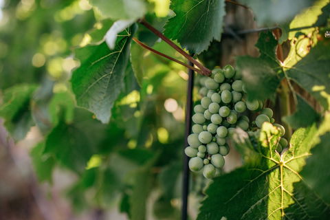 Paramoor Winery - Restaurant Guide 1