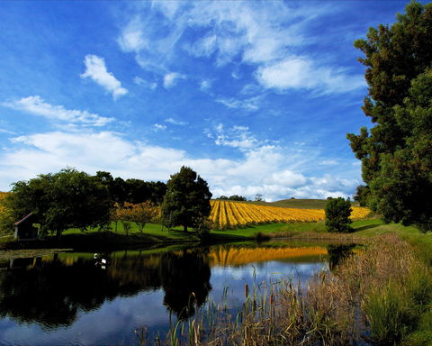 Leaning Church Vineyard - Restaurant Guide 1