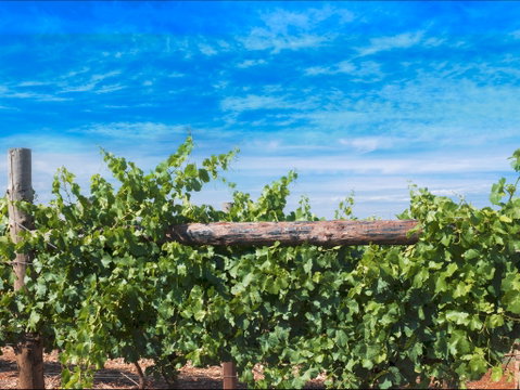 Rowsley Fault Vineyards - Restaurant Guide 0