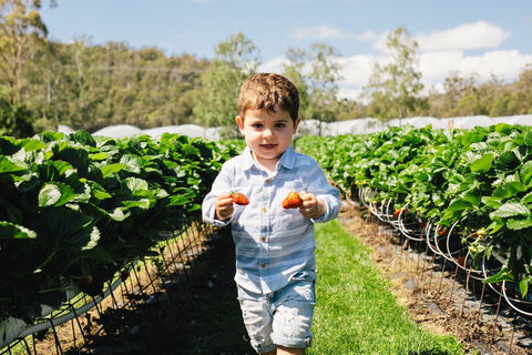 Hillwood Berries Farmgate & Pick Your Own - Restaurant Guide 0