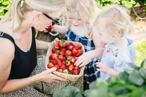 Hillwood Berries Farmgate & Pick Your Own - Restaurant Guide 2