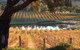 Sanguine Estate - thumb 0