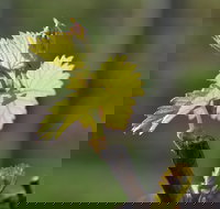 Serengale Vineyard - Restaurant Guide