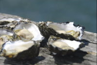 Jim Wild's Oyster Service