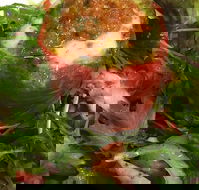 Watts River Cafe  Store - Restaurant Guide