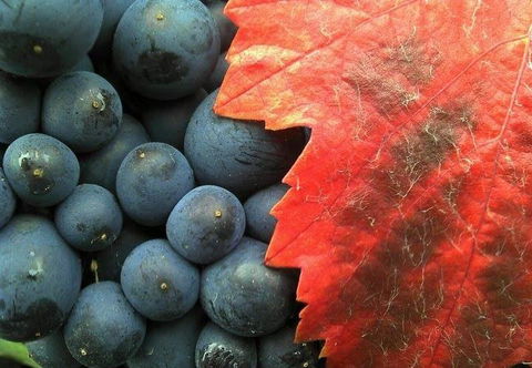 Leura Park Estate - Restaurant Guide 1