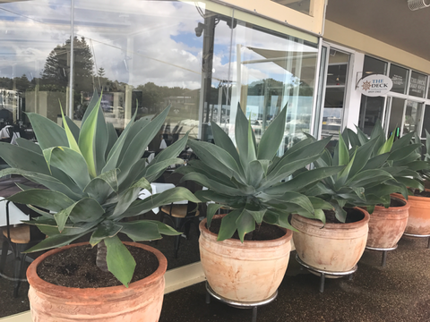 The Deck Cafe, Restaurant & Bar - Restaurant Guide 3
