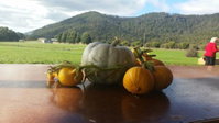 Mount Gnomon Farm