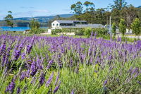 Port Arthur Lavender