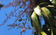 The Mango Place Broome - thumb 5