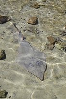 Shark Bay Ocean Park Aquarium - Restaurant Guide 1