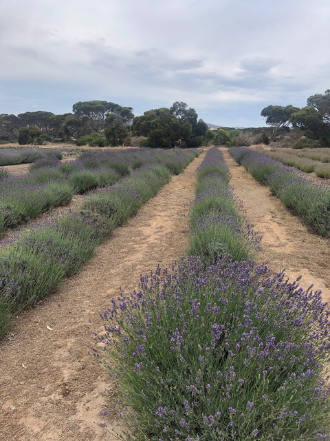 Emu Bay Lavender - Restaurant Guide 2