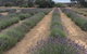 Emu Bay Lavender - thumb 4