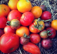 The Seasonal Garden Cafe - Restaurant Guide