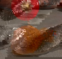 Charm Thai - Upper Coomera