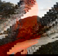 Cafe Anywhere - Restaurant Guide