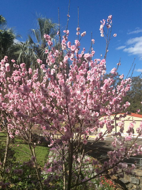 Spring Bluff Cafe - Restaurant Guide 2