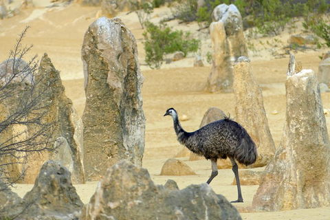 Private, Luxury Pinnacles Tour: Stargazing, Sand-boarding & Sightseeing - Restaurant Guide 5