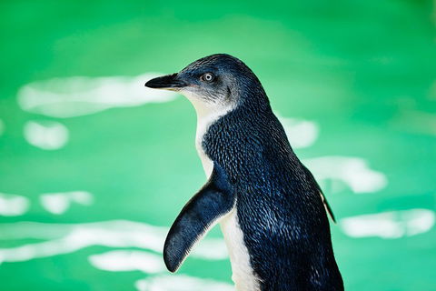 Penguin Island And Fremantle - Canoe, Chocolate & Coffee - Restaurant Guide 4