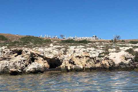 Penguin Island And Fremantle - Canoe, Chocolate & Coffee - Restaurant Guide 5