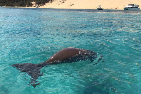 Cruise In Moreton Bay Marine Park And Moreton Island - Restaurant Guide 2