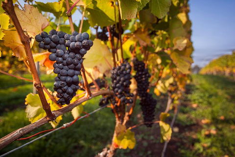 Half Day Tamar Valley Wine Tour - Restaurant Guide 1