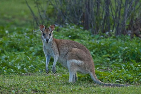 Cairns 4WD Waterfall And Rainforest Tour Including Kuranda Scenic Railway - Restaurant Guide 2