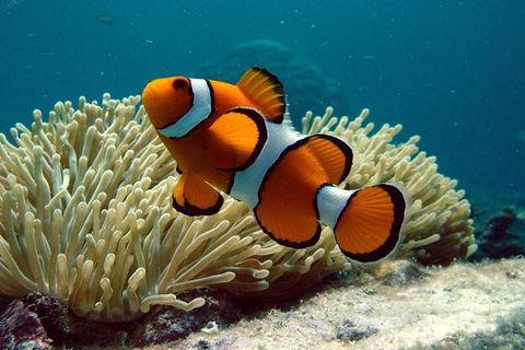 Cairns Reef And Rainforest Combo: Daintree Rainforest And The Great Barrier Reef - Restaurant Guide 2