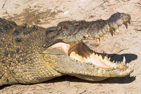 4-Day Cairns Ultimate Combo: Daintree Rainforest, Reef, Kuranda & Paronella Park - Restaurant Guide 0