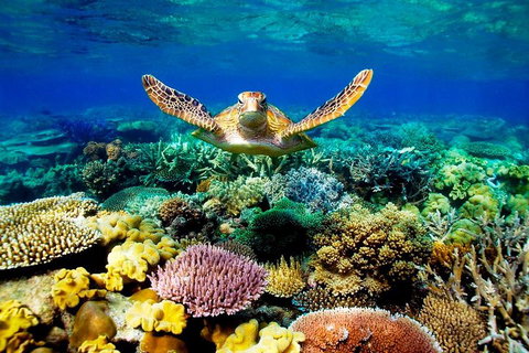 4-Day Cairns Ultimate Combo: Daintree Rainforest, Reef, Kuranda & Paronella Park - Restaurant Guide 3