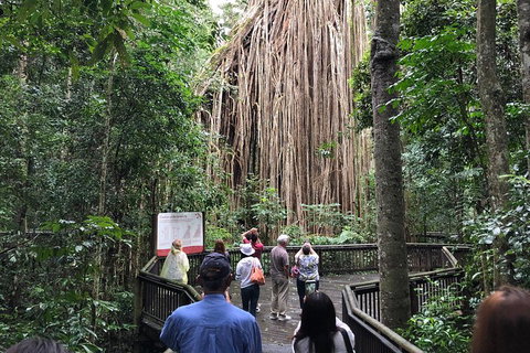 4-Day Cairns Ultimate Combo: Daintree Rainforest, Reef, Kuranda & Paronella Park - Restaurant Guide 5