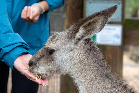 Private Blue Mountains Escape The Crowds SUV Tour - Restaurant Guide 2