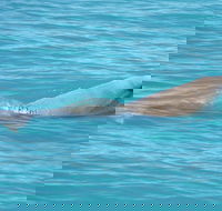 Snubfin Dolphin Eco Cruise from Broome - Restaurant Guide