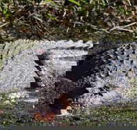 Full Day Tour in the Daintree - Restaurant Guide