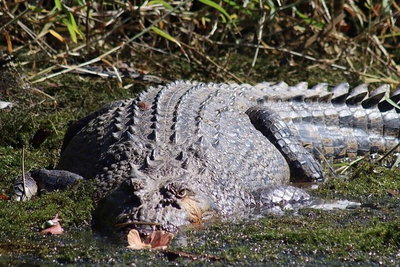 Full Day Tour in the Daintree
