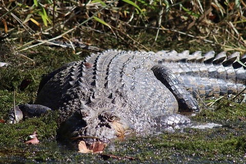 Full Day Tour In The Daintree - Restaurant Guide 0