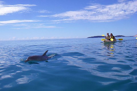 Kayak With Dolphins And 4WD Great Beach Drive Day Trip From Noosa - Restaurant Guide 2
