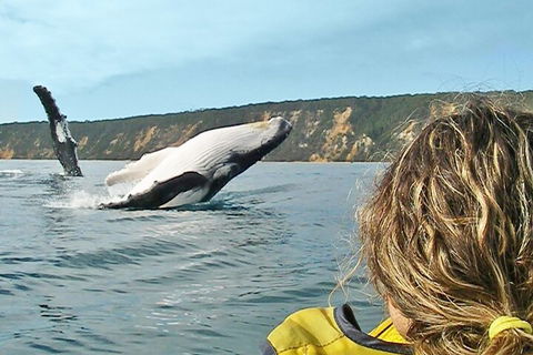 Kayak With Dolphins And 4WD Great Beach Drive Day Trip From Noosa - Restaurant Guide 3