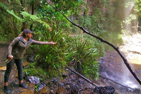 Rainforest & Waterfalls Extravaganza - Restaurant Guide 4