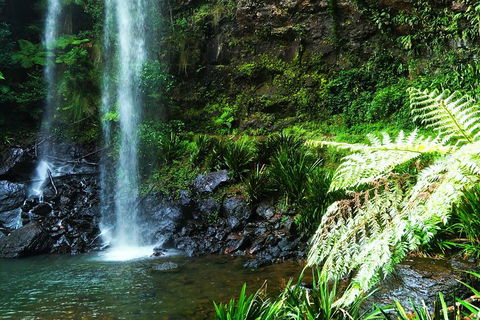 Private Tour - Rainforest & Waterfalls Extravaganza - Restaurant Guide 1